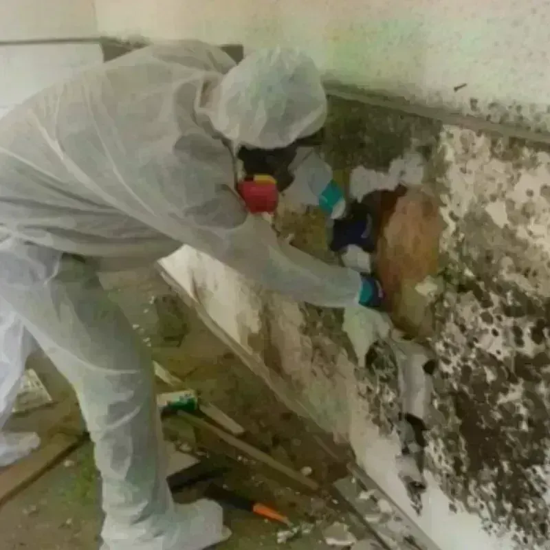 Mold Remediation and Removal in Etna, ME